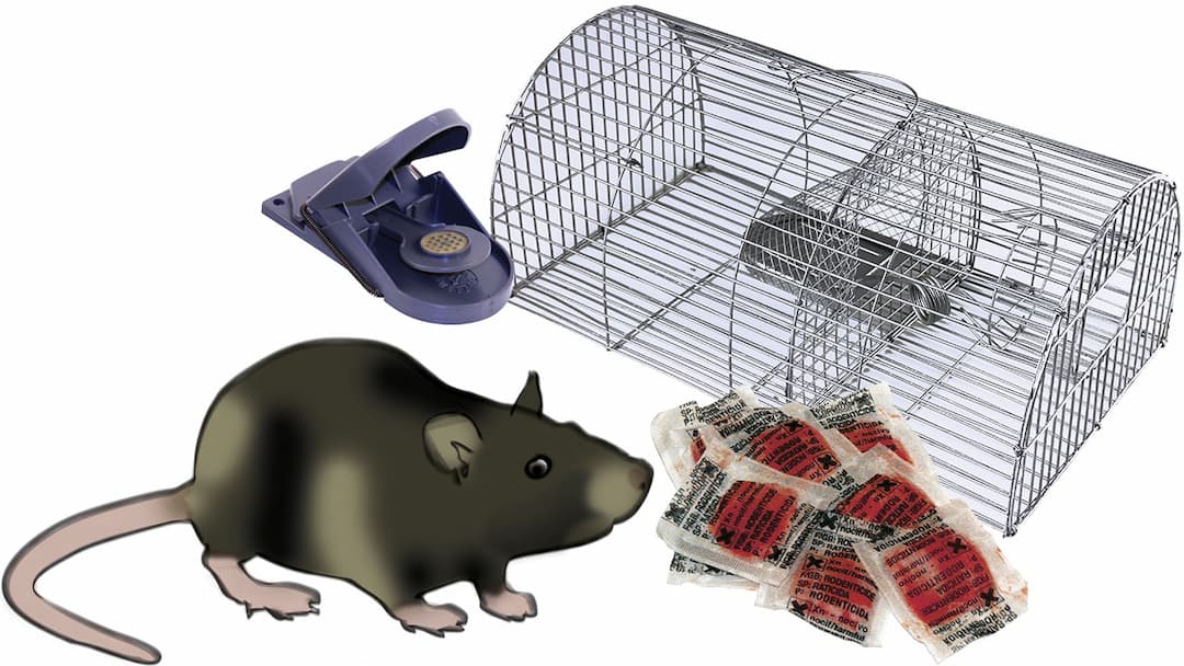 Ann Rats Annuairepro-afrique | Entreprise et Professionnel